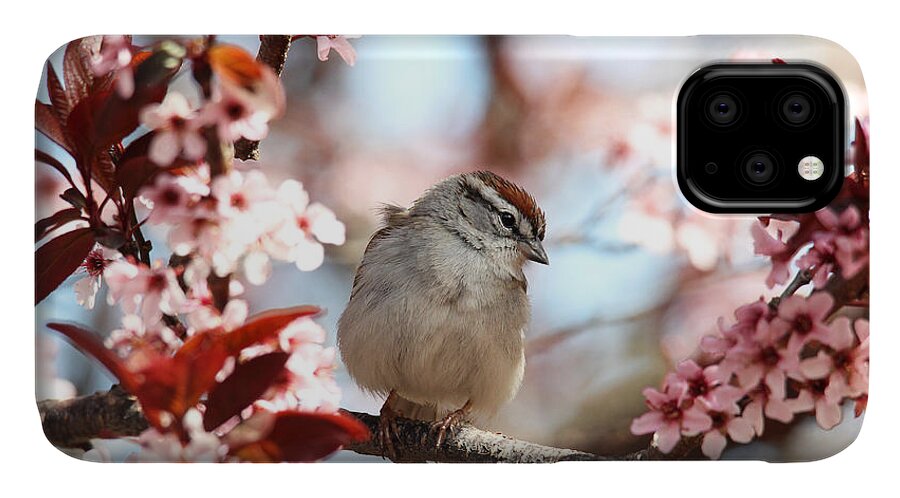 Sparrow iPhone 11 Case featuring the photograph Beautiful Sparrow by Trina Ansel