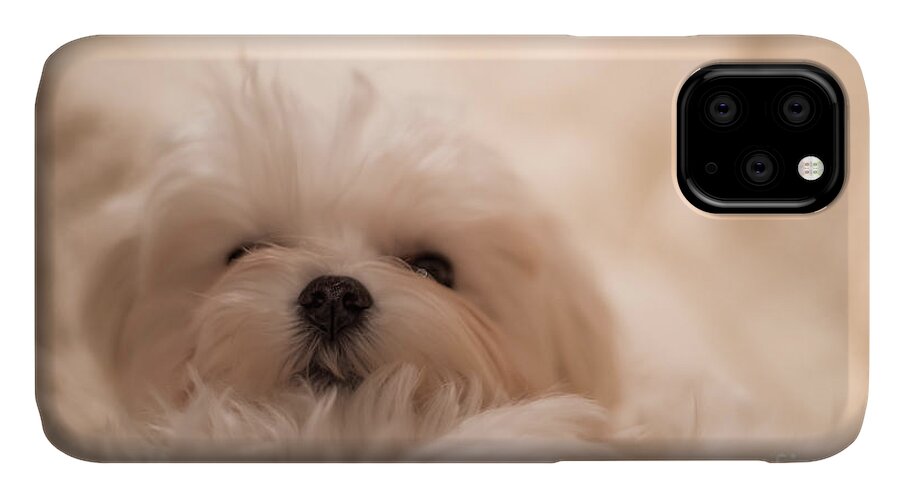 Dog iPhone 11 Case featuring the photograph Fresh From A Long Winter's Nap by Lois Bryan