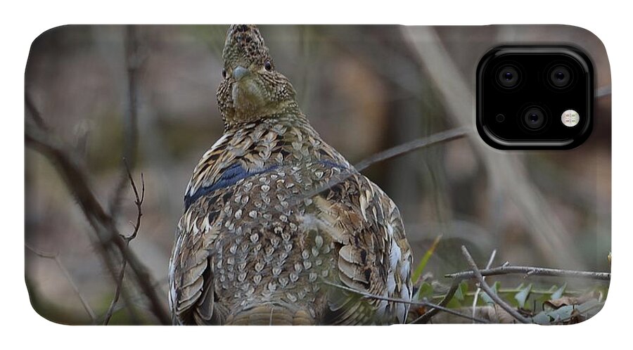 West Virginia Birds iPhone 11 Case featuring the photograph I See You #2 by Randy Bodkins