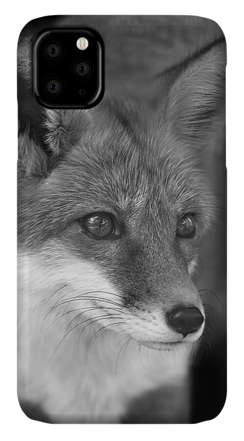 Animal iPhone 11 Case featuring the photograph Red Fox #1 by Brian Cross