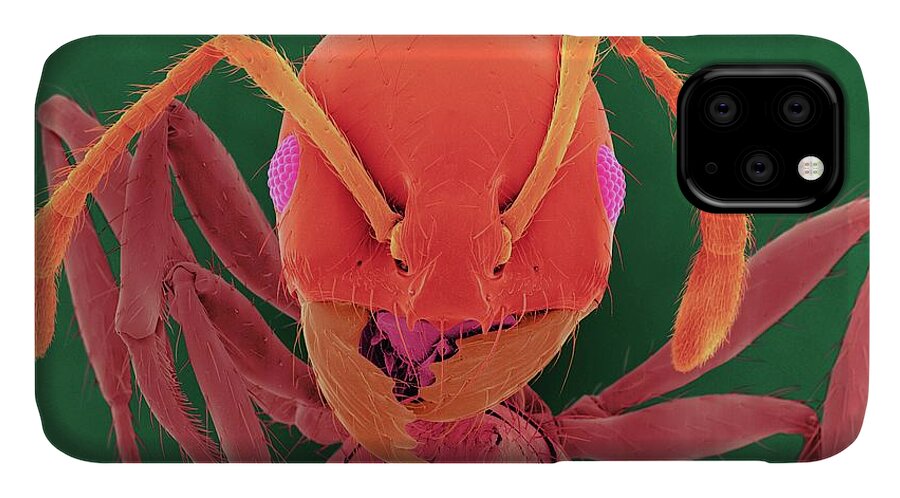 21036a iPhone 11 Case featuring the photograph Red Imported Fire Ant #1 by Dennis Kunkel Microscopy/science Photo Library
