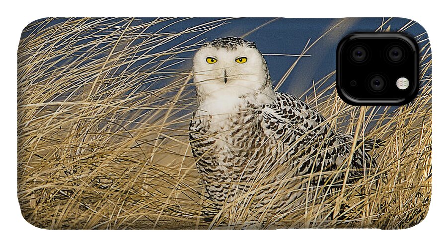 Massachusetts iPhone 11 Case featuring the photograph Snowy Owl in the Dunes by John Vose