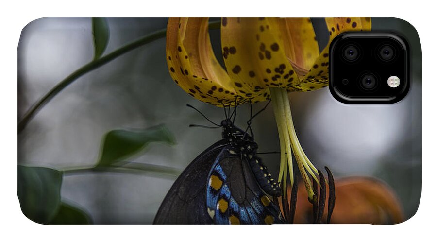 Appalachian iPhone 11 Case featuring the photograph Swallowtail On Turks Cap #1 by Donald Brown