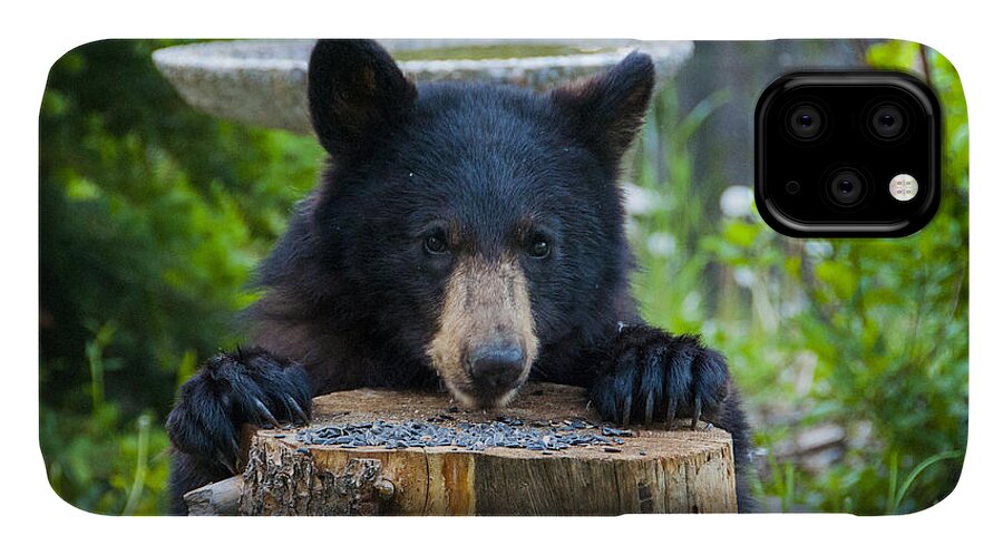 Black Bear iPhone 11 Case featuring the photograph The Cub that Came for Lunch 7 #1 by Matt Swinden
