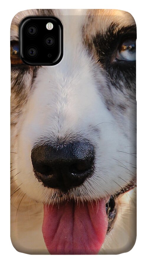 Cardigan Welsh Corgi iPhone 11 Case featuring the photograph Those Eyes #1 by Cathy Donohoue
