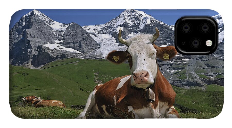 Alpine Cow iPhone 11 Case featuring the photograph 100205p181 by Arterra Picture Library