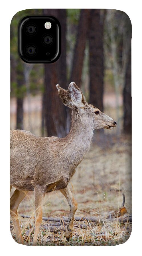 Mule Deer iPhone 11 Case featuring the photograph Easter Does #2 by Steven Krull