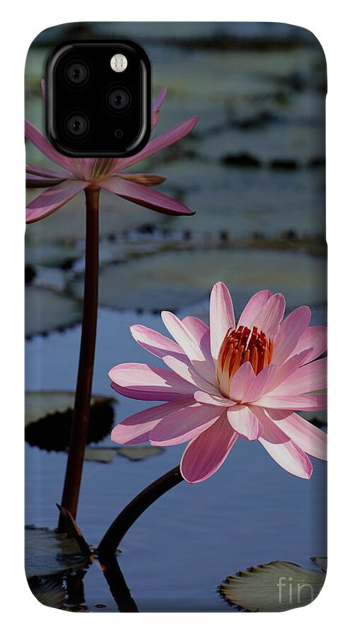 Landscape iPhone 11 Case featuring the photograph Pink Water Lily in the Spotlight #2 by Sabrina L Ryan