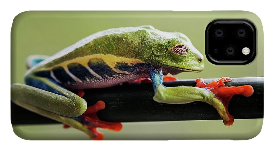 Animal iPhone 11 Case featuring the photograph Red-eyed Tree Frog #3 by Nicolas Reusens