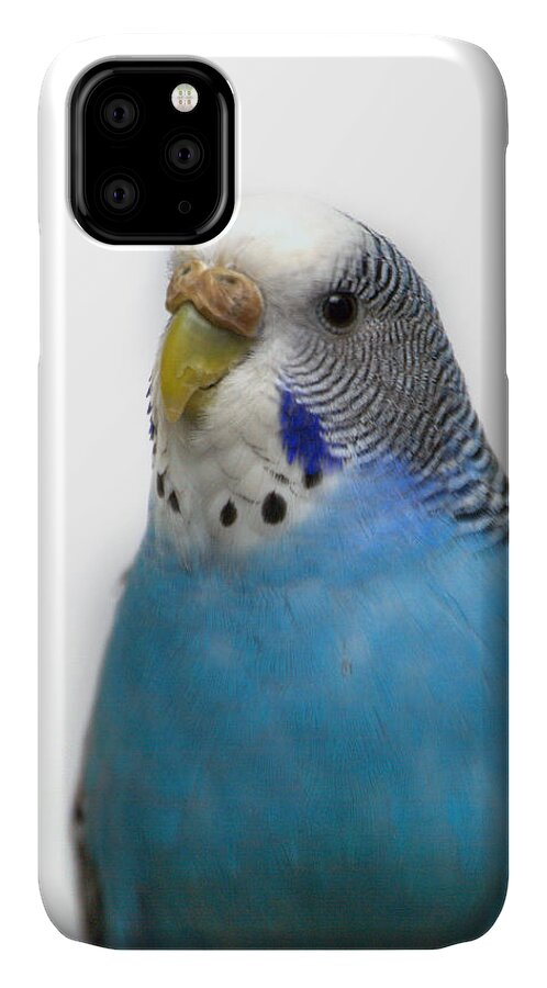 Budgie iPhone 11 Case featuring the photograph Blue Budgie #5 by Nathan Abbott