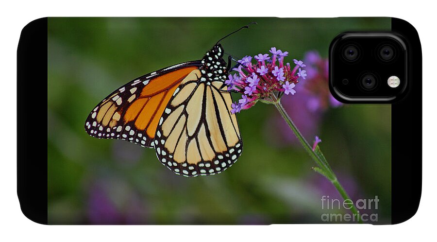 Monarch iPhone 11 Case featuring the photograph Monarch Butterfly in Garden #2 by Karen Adams