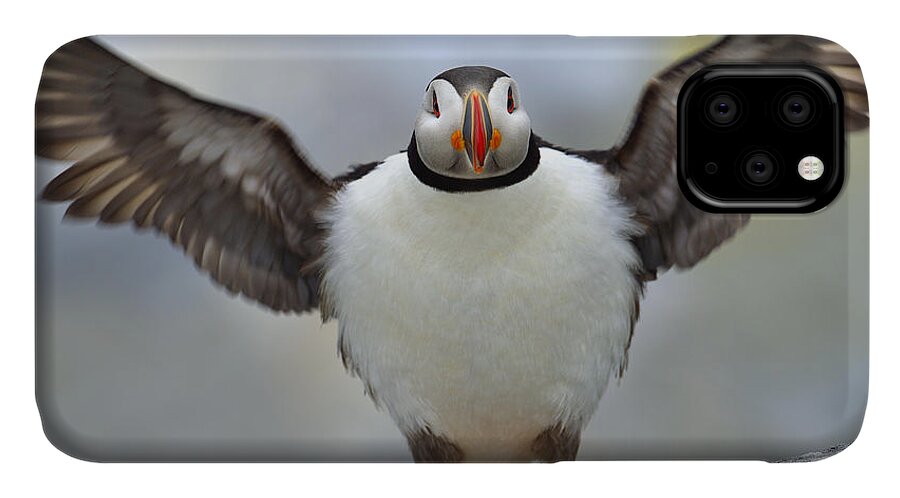 Atlantic Puffin iPhone 11 Case featuring the photograph A Seaside Breeze by Tony Beck