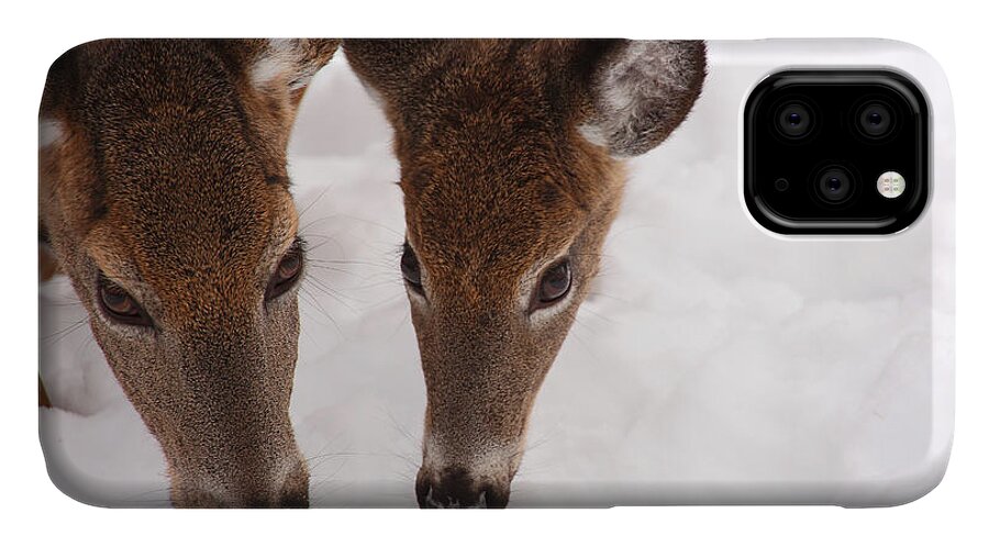 Deer iPhone 11 Case featuring the photograph All Eyes On Me by Karol Livote