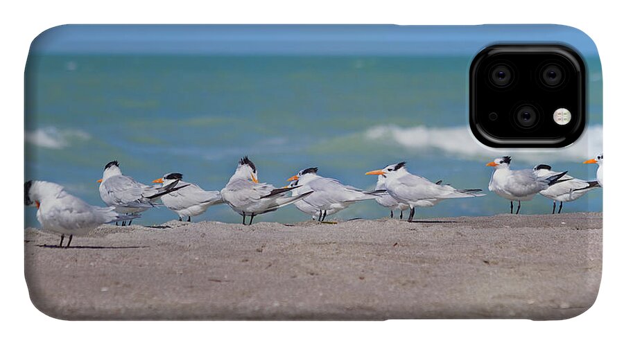Tern iPhone 11 Case featuring the photograph All In A Row by Kim Hojnacki