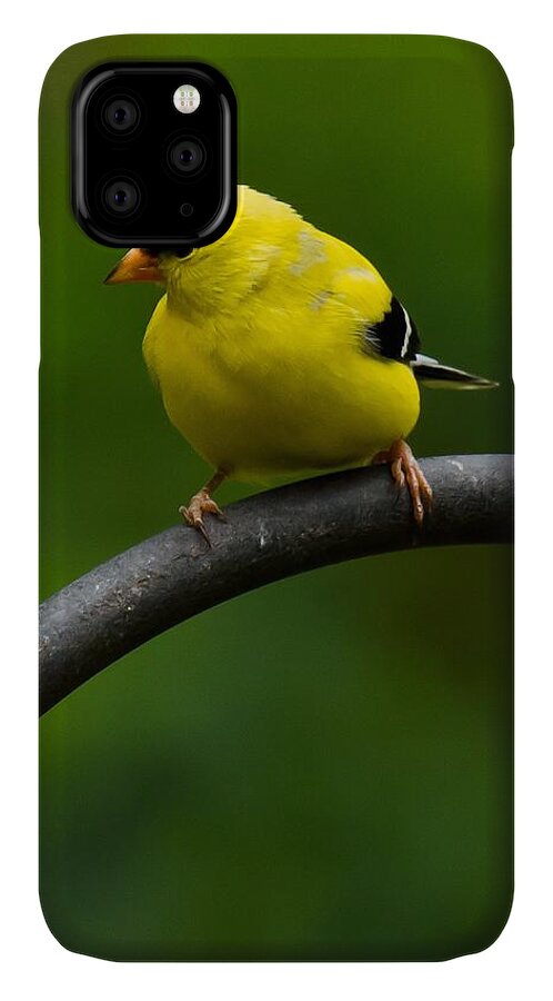 Goldfinch iPhone 11 Case featuring the photograph American Goldfinch by Robert L Jackson