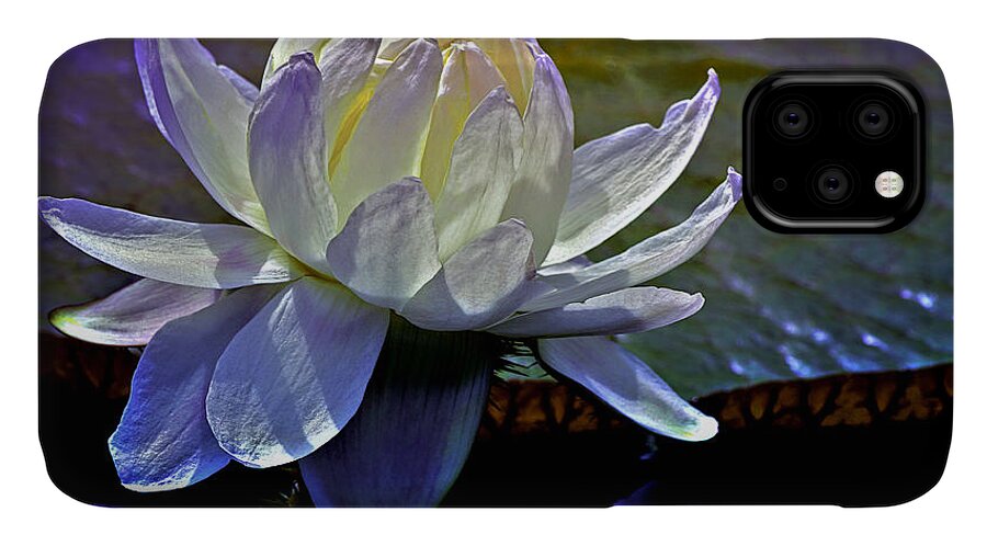 Long Wood Victoria Water Lily iPhone 11 Case featuring the photograph Aquatic Beauty in White by Julie Palencia