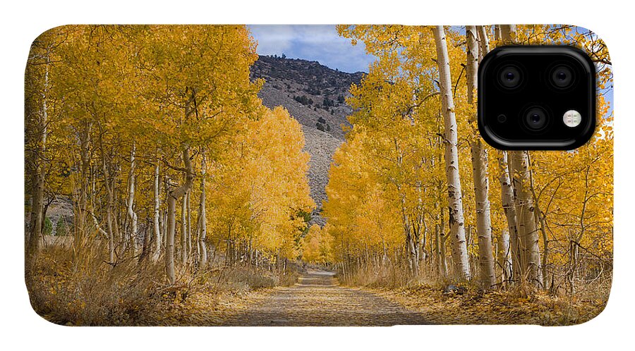 American Aspens iPhone 11 Case featuring the photograph Aspen Lane Wide Crop by Priya Ghose