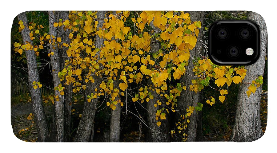 Autumn iPhone 11 Case featuring the photograph Autumn breakout by Jenny Setchell