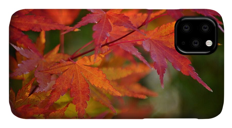Leaf iPhone 11 Case featuring the photograph Autumn Foliage Japanese Maple by Nathan Abbott
