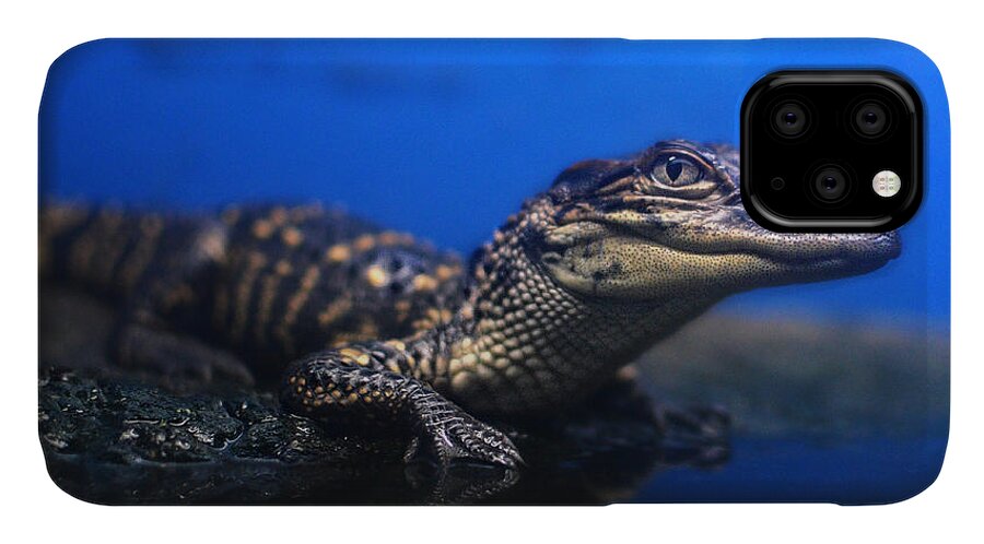 Alligator iPhone 11 Case featuring the photograph Baby Gator by Maggy Marsh