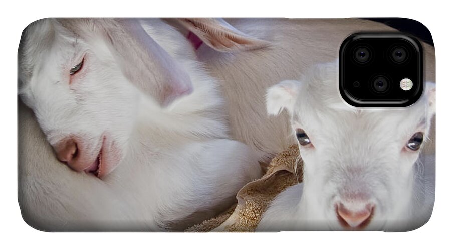Photograph iPhone 11 Case featuring the photograph Baby Goats Napping by Natalie Rotman Cote