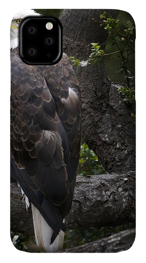 Eagle iPhone 11 Case featuring the photograph Bald Eagle by David Millenheft