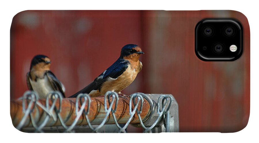 Swallow iPhone 11 Case featuring the photograph Barn Swallow by David Armstrong