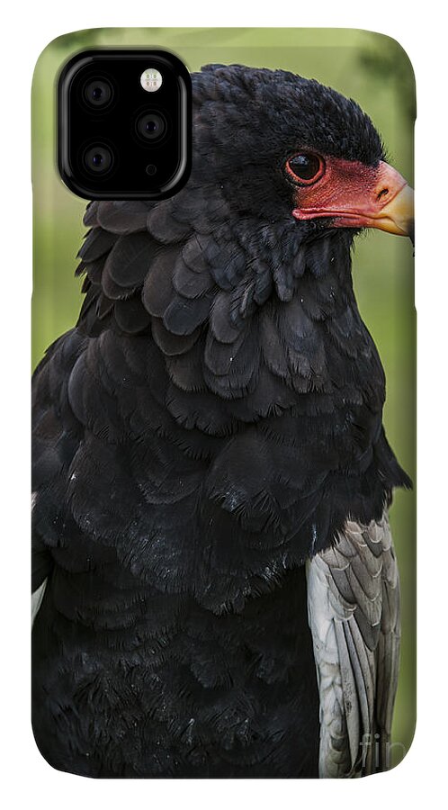 Close-up iPhone 11 Case featuring the photograph Bateleur 3 by Arterra Picture Library