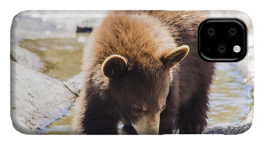 Bear iPhone 11 Case featuring the photograph Bear Cub by Spencer Hughes
