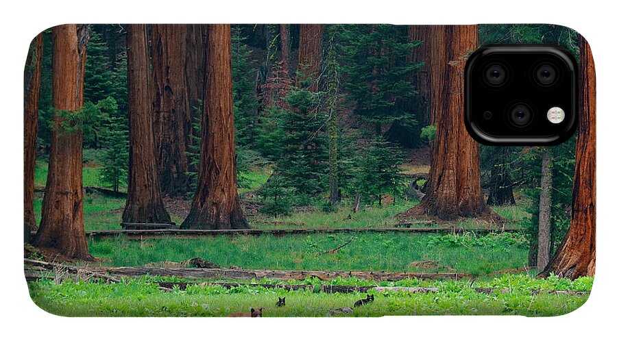 Tree iPhone 11 Case featuring the photograph Bear in Sequoia National Park by Songquan Deng