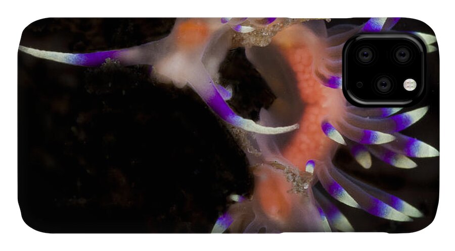 Sea.s iPhone 11 Case featuring the photograph Beautiful Flabellina by Sandra Edwards