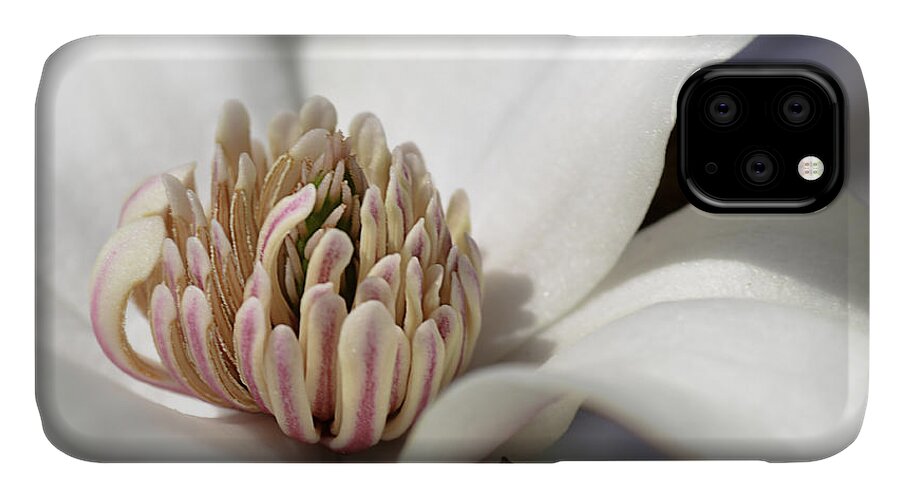 Merrill Magnolia iPhone 11 Case featuring the photograph Beauty of a Merrill Magnolia by Julie Palencia