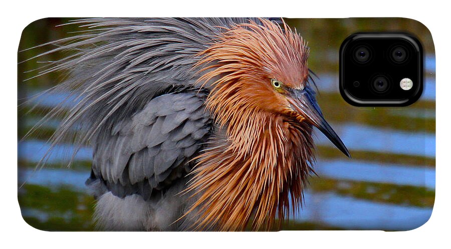 Reddish Egret iPhone 11 Case featuring the photograph Big Red all fuzzed out by Barbara Bowen