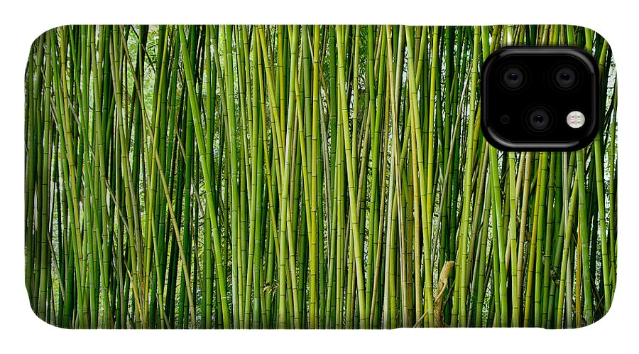 Biltmore iPhone 11 Case featuring the photograph Biltmore Bamboo by Jon Exley