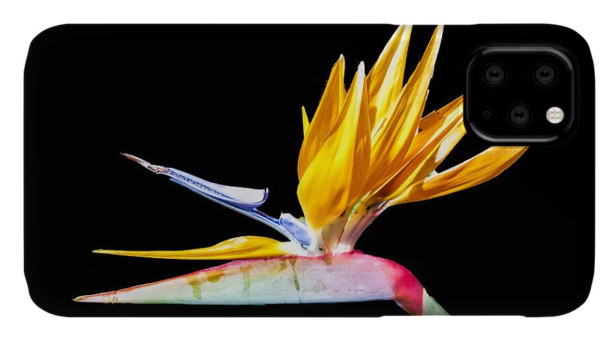 Bird Of Paradise iPhone 11 Case featuring the photograph Bird of Paradise Flower by Lynn Bolt