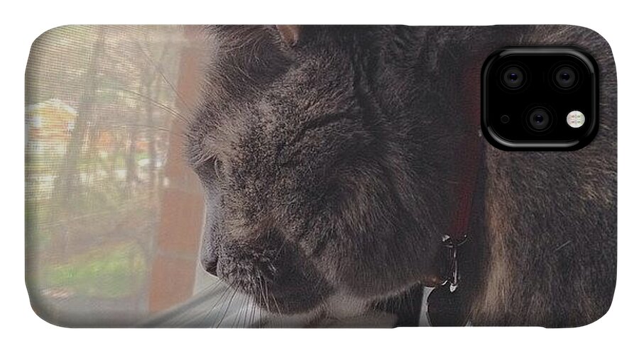 Dixie iPhone 11 Case featuring the photograph Bird Watching. Dixie Is Focused On A by Teresa Mucha