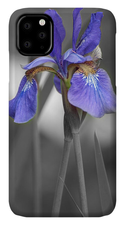 Bearded Iris iPhone 11 Case featuring the photograph Black and White Purple Iris by Brenda Jacobs