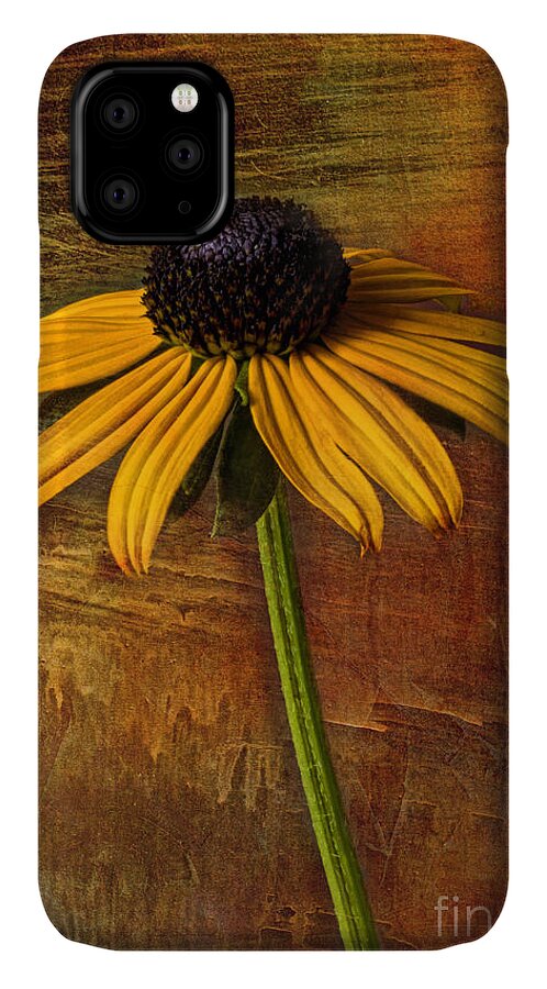 Black Eyed Susan iPhone 11 Case featuring the photograph Black Eyed Susan by Elena Nosyreva