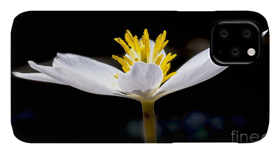 Flowers iPhone 11 Case featuring the photograph Bloodroot 1 by Steven Ralser