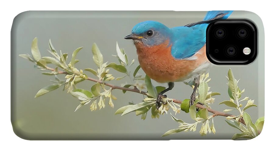 Bluebird iPhone 11 Case featuring the photograph Bluebird Floral by William Jobes