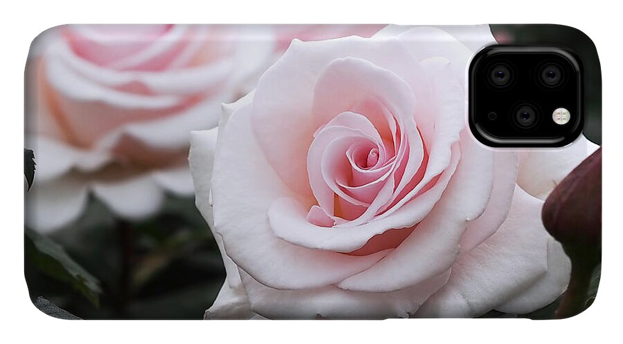 Roses iPhone 11 Case featuring the photograph Blush Pink Roses by Rona Black