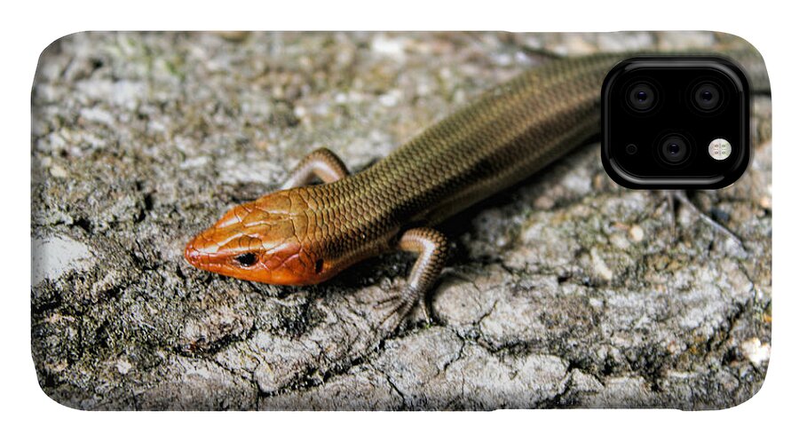 Lizard iPhone 11 Case featuring the photograph Brown Headed Skink by Richard Lynch
