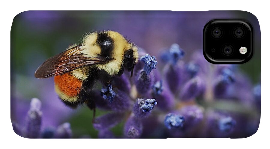 Bee iPhone 11 Case featuring the photograph Bumblebee on Lavender by Rona Black