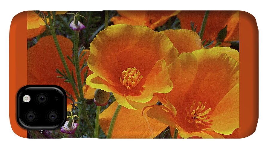 California Poppy iPhone 11 Case featuring the photograph California Poppies by Ben and Raisa Gertsberg