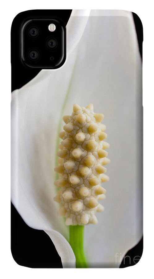 Calla Lily iPhone 11 Case featuring the photograph Calla Lily by Andy Myatt
