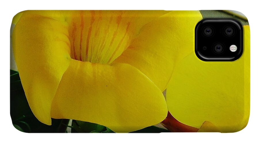 Canario iPhone 11 Case featuring the photograph Canario Flower by Alice Terrill