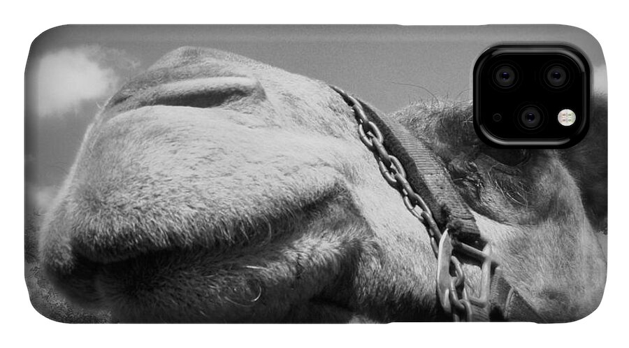 Camel iPhone 11 Case featuring the photograph Captivating Camel by Lora Mercado
