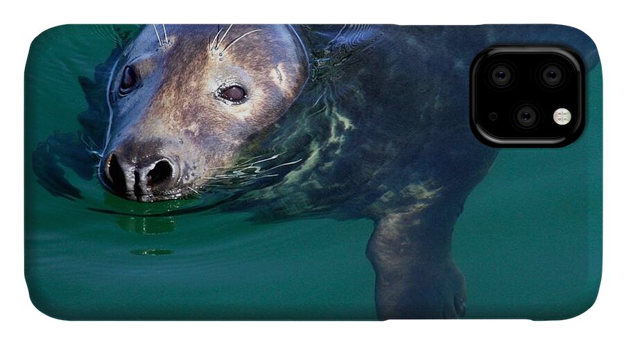 Seal iPhone 11 Case featuring the photograph Chatham Harbor Seal by Stuart Litoff