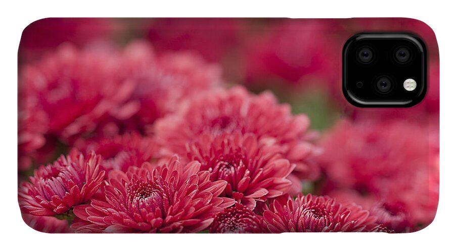 Mums iPhone 11 Case featuring the photograph Cheerful by Patty Colabuono