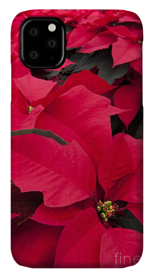 Poinsettia iPhone 11 Case featuring the photograph Christmas Flowers by Patty Colabuono